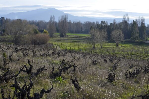 VINA SANTA CRUZ 600x401